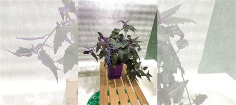 Гинура 60 см купить в Санкт-Петербурге | Товары для дома и дачи | Авито