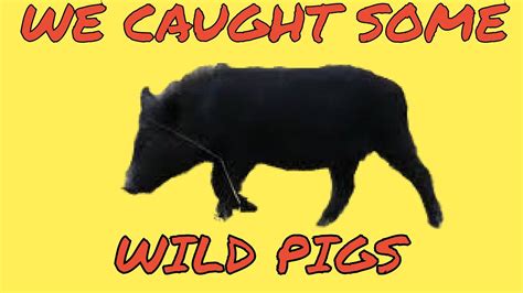 We Caught Some Wild Pigs Youtube