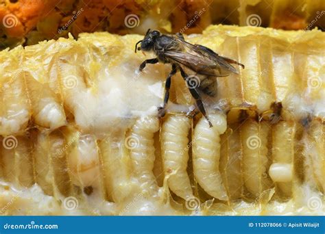 Larva Honey Bee in Beehive. Stock Photo - Image of environment, anthophila: 112078066