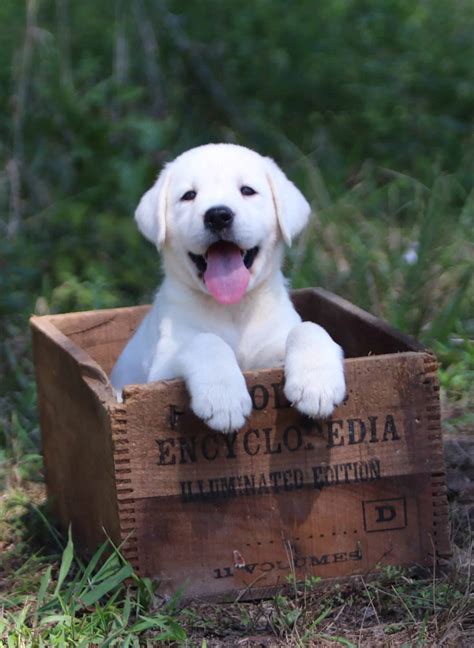 White Lab Puppies