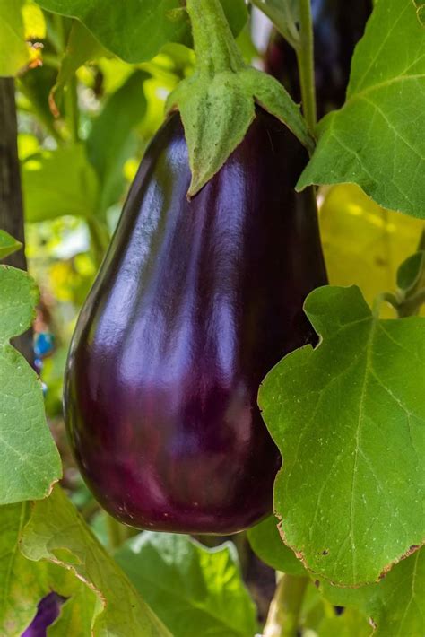 Best Worst Eggplant Companion Plants Boreal Bloom Homestead