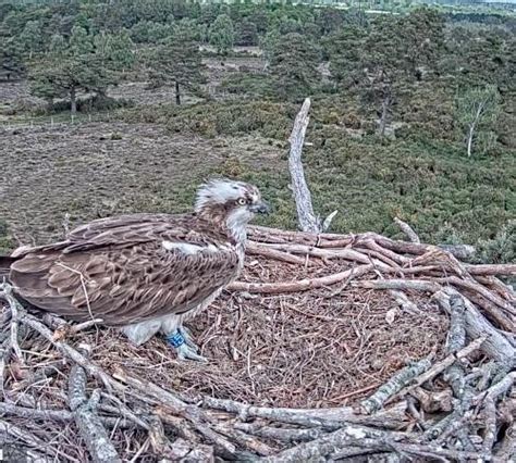 The Poole Harbour Osprey Project Birds Of Poole Harbour