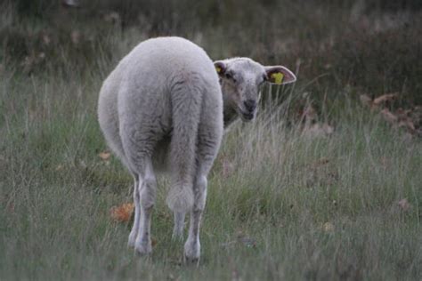 Is Sheep Tail Docking Necessary for Livestock Management?