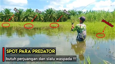 Ternyata Spot Banjiran Ini Di Huni Sama Predator Semua Casting Ikan