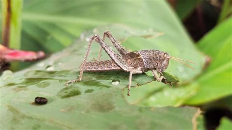 Are Crickets Harmful To Plants School Of Bugs