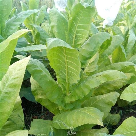 Tobacco Virginia Gold Poland Pcs Fresh Seeds Nicotiana Tabacum