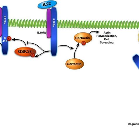 IL 22 Receptor Degradation Under Native And Stimulated Conditions A