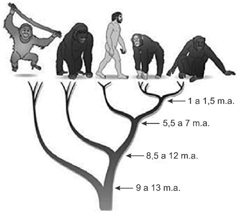 Questão ENEM PPL 2017 Biologia Evidências Evolutivas Respondida