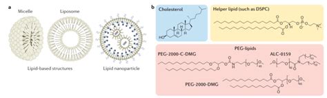 递送载体显神通——rna药物成功的关键分子量内体负电荷