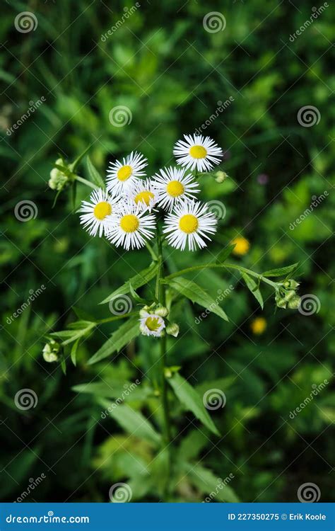 Closeup Of Erigeron Annuus Annual Fleabane Or Erigeron Annuus Or Daisy