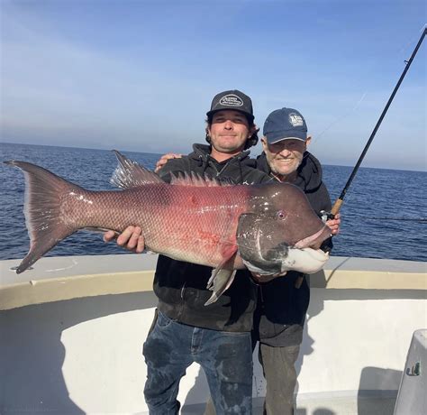 California Sheephead Semicossyphus Pulcher