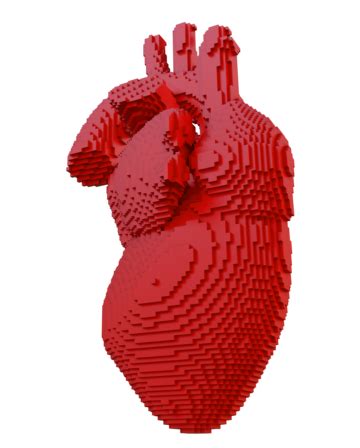 D Printed Heart Isolated Organ Artificial Human Heart Industry