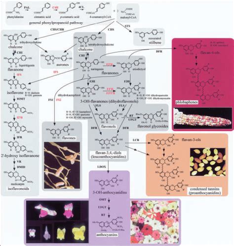 Phenylpropanoid Biosynthesis Pathway