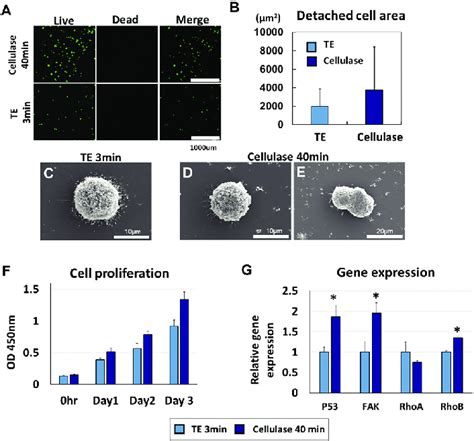 Harvest Of Hmsc Single Cells Using Cellulase A Live Dead Assay For