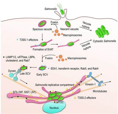 Back To Article Endomembrane Remodeling And Dynamics In Salmonella Infection