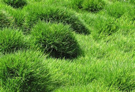 Everything You Need To Know About Zoysia Grass