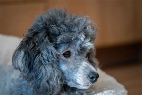 Silver Poodles - With Hearts Full Of Gold | PoodleHQ