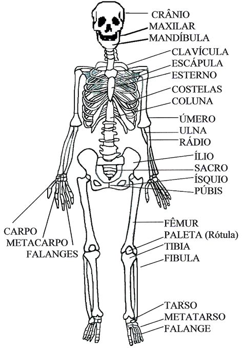 Ci Ncias E Portugu S O Esqueleto Humano