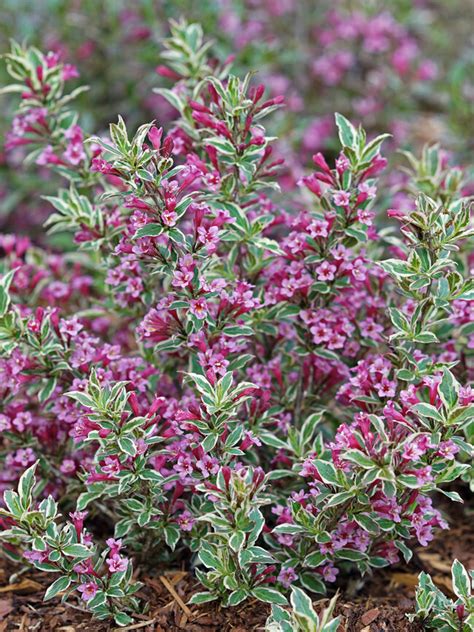 Weigela My Monet Purple Effect Bluestone Perennials