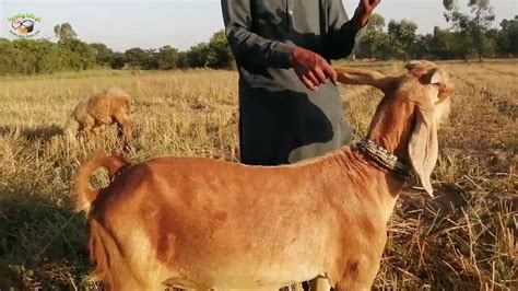 Goat Farming In Pakistan Goats Baby Farming In Pakistan Original Breeds