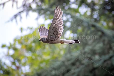 Common kestrel - Stock photos Library - Animals photography