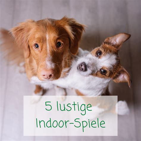 5 Ideen wie du deinen Hund im Haus beschäftigen kannst Solinger