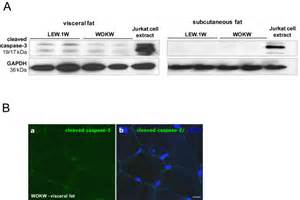 Expression Of Apoptosis Marker Cleaved Caspase 3 The Cleaved Caspase 3