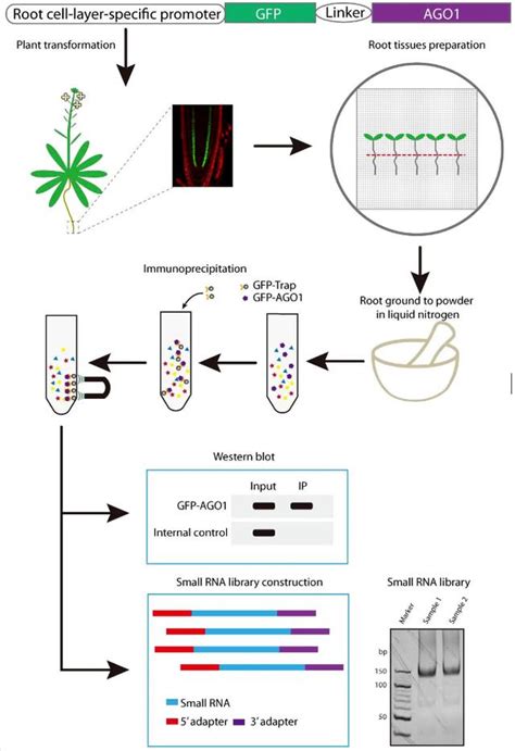 Protocol For Immunoprecipitation Analysis Of Arabidopsis Specific