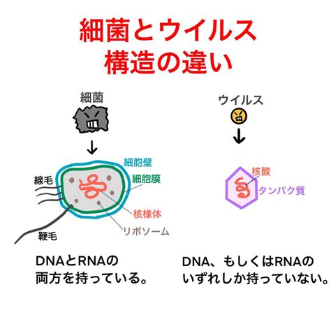 Dna ウイルス ゴロ