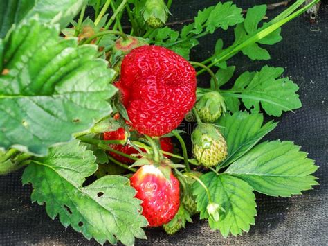 Garden Strawberry Plant Starting To Grow After A Period Of Dormancy In