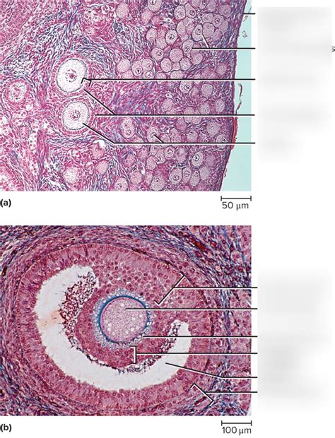 Ch 28 Ovarian Follicles Diagram Quizlet