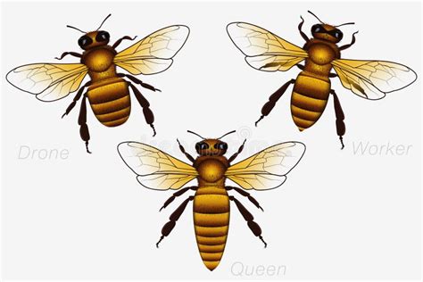 Set Of Three Honey Bees Queen And Worker And Drone Stock Vector