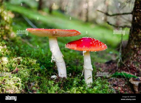 Mushroom Amanita Muscaria Fly Agaric Stock Photo Alamy