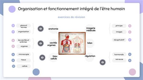 Organisation Du Corps Humain