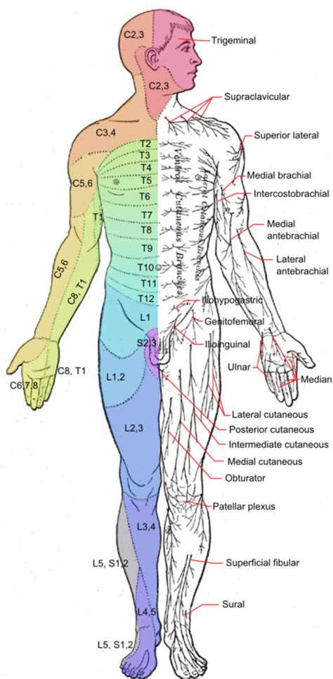 Spinal Cord Sensory Dermatomes - Dermatomes Chart and Map