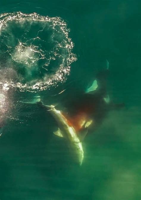 Single orca killing great white shark caught on camera for the first time