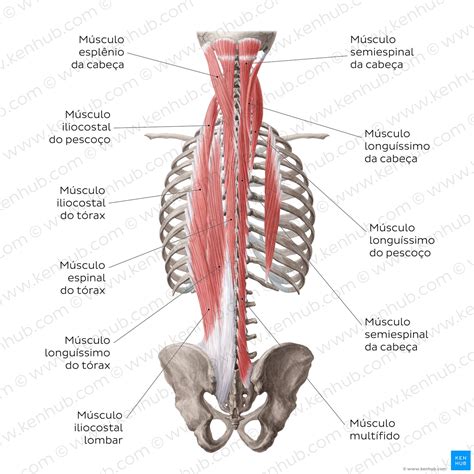 Músculos Da Coluna Lombar - Musculos Da Anatomia Da Coluna Lombar Flexão Lateral E Rotação