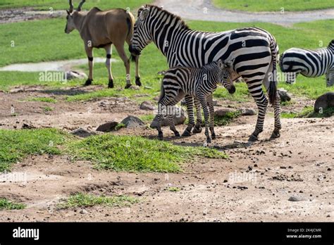 Equus quagga zebra and baby zebra, around antelope, baby zebra is feeding, african animals ...