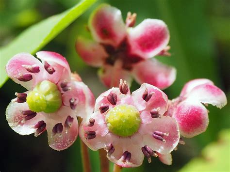 Pipsissewa Chimaphila Umbellata