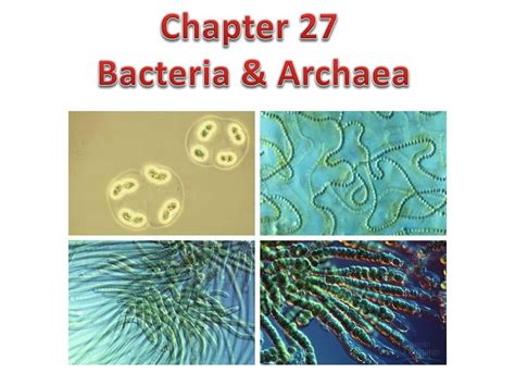 PPT - Chapter 27 Bacteria & Archaea PowerPoint Presentation, free ...