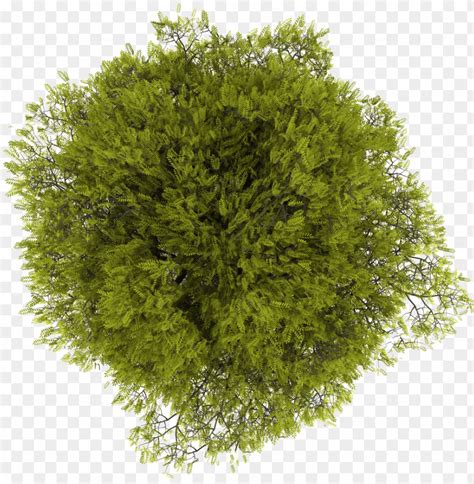 Tree Top View Vector Png