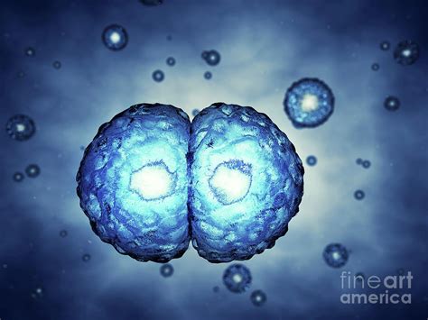 Cell Division Photograph By Nobeastsofiercescience Photo Library Pixels