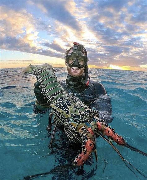 Crayfish From The Great Barrier Reef R HumanForScale