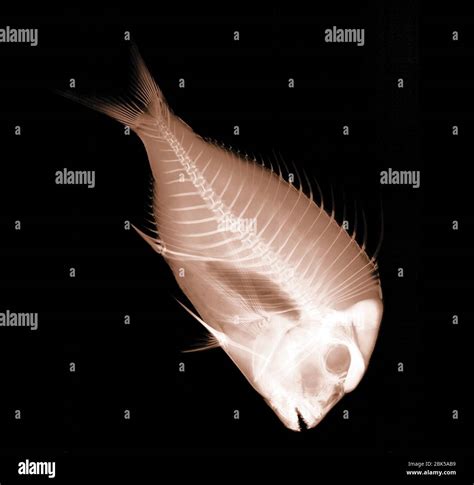 X Ray Fish Hi Res Stock Photography And Images Alamy