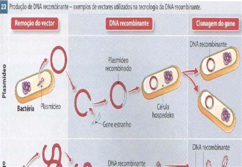 Técnicas Do Dna Recombinante - 9