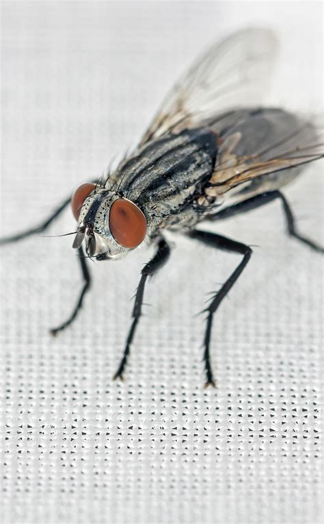 Flesh Fly | Catseye Pest Control