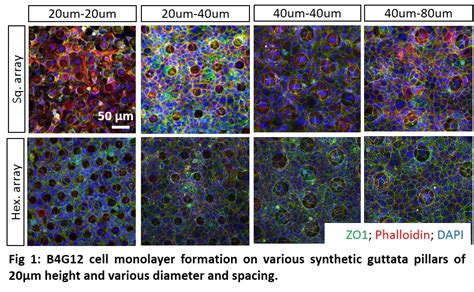 Frontiers Evaluation Of The Corneal Endothelial Cell Monolayer