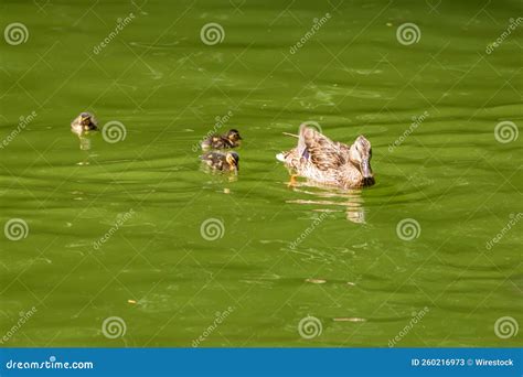 Duck Swimming In The Green Water Of The Lake Stock Image Image Of