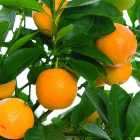 Navel Orange Tree