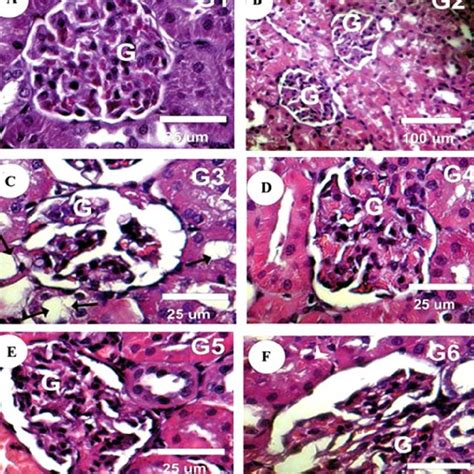 A F Photomicrographs Of Rat Kidney Slices Stained With H E A B